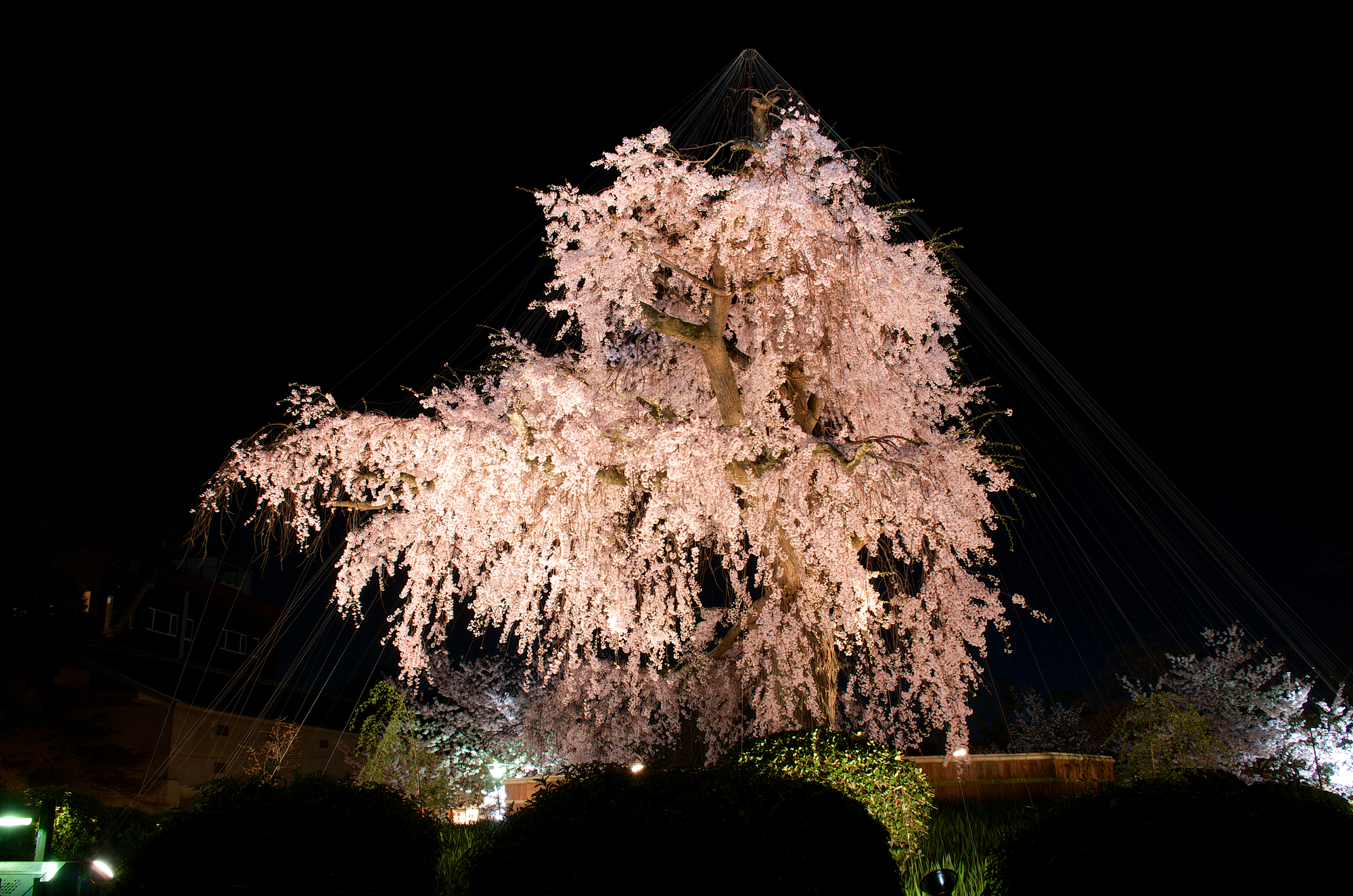 円山公園の祇園の夜桜