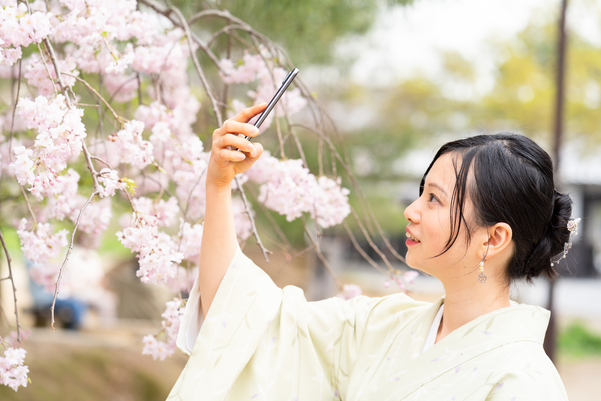 京都のお花見はレンタル着物で