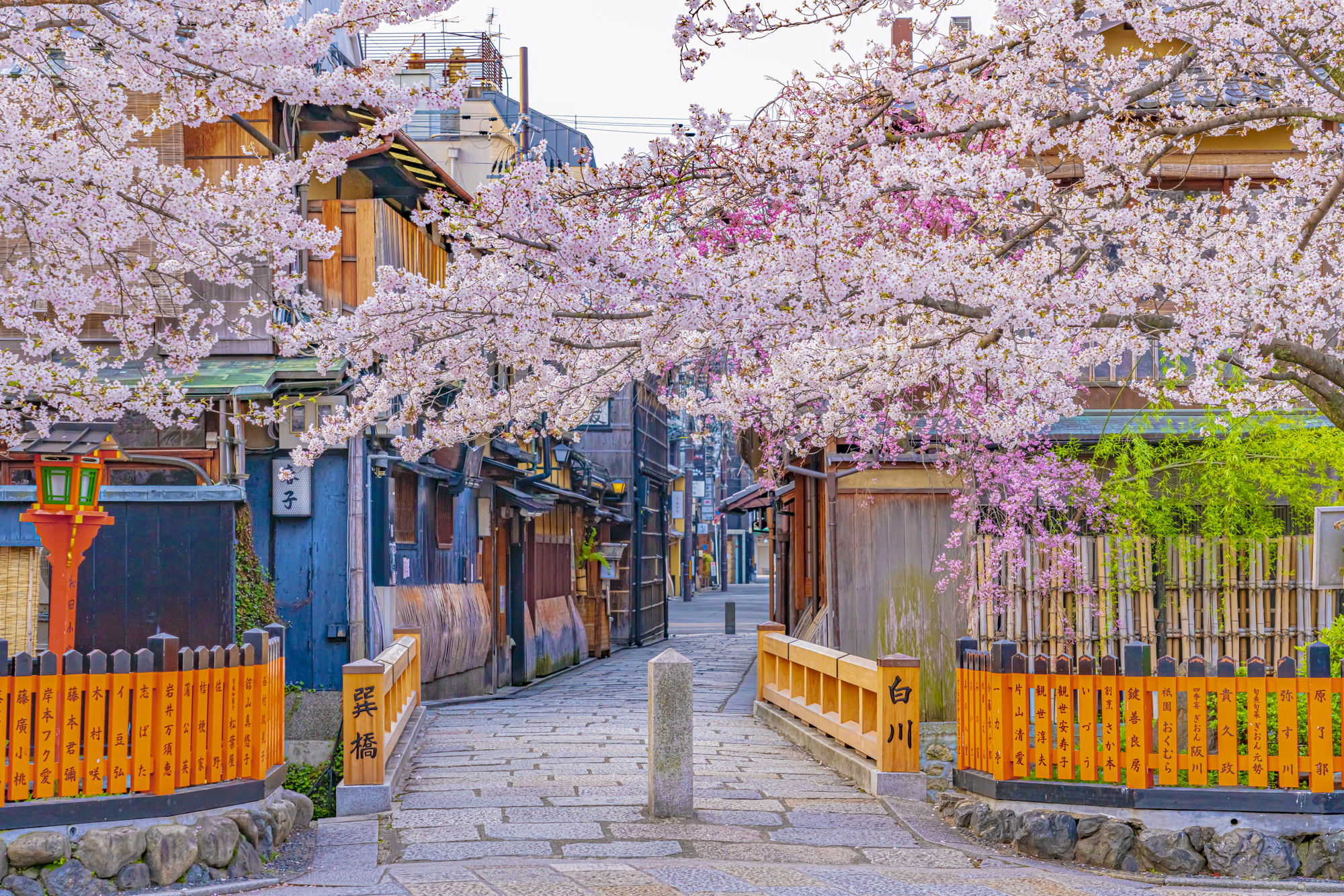春にレンタル着物で訪れたい！祇園四条駅周辺の桜の名所を紹介