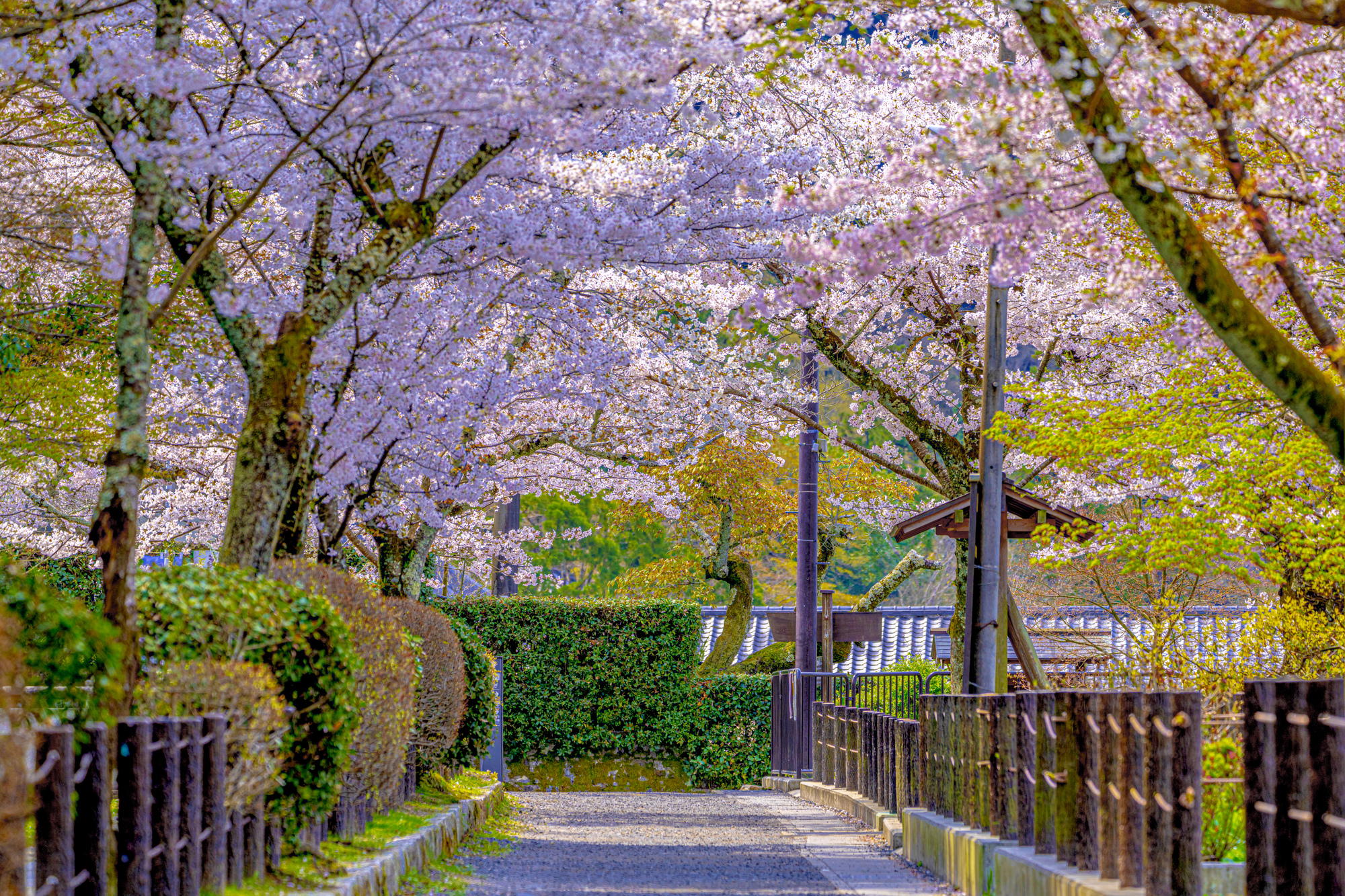 哲学の道の桜の木トンネル